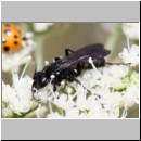 Anoplius viaticus - Wegwespe w001c 10mm -  OS-Hellern Waldwiese det.jpg